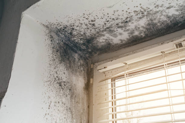 Affordable Attic Mold Remediation solutions in Wauconda, IL
