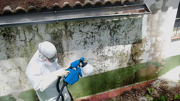 Top rated local Attic Mold Remediation specialists in Wauconda, IL